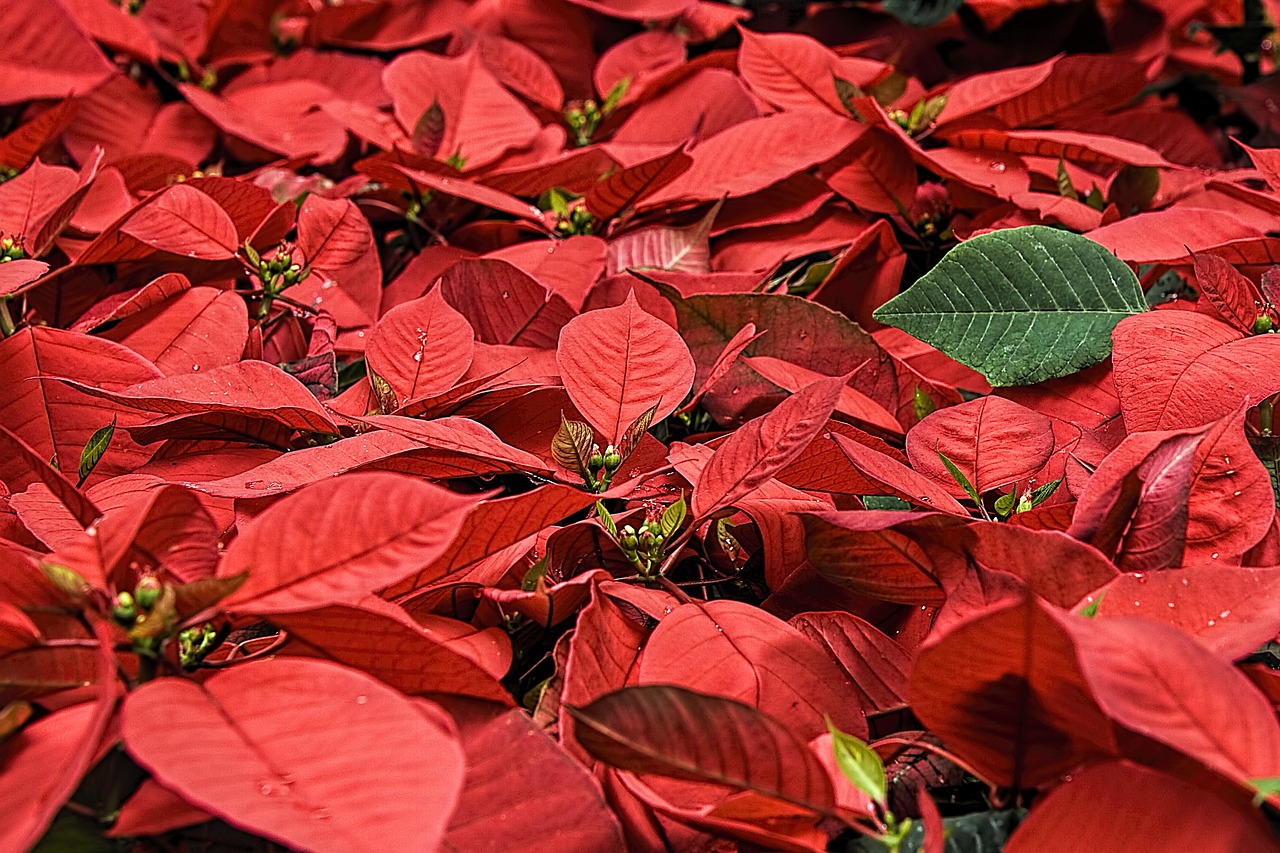 Can you cut poinsettias and put in water?