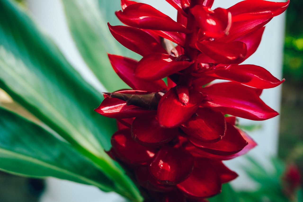 How to Grow and Care for Red Button Ginger