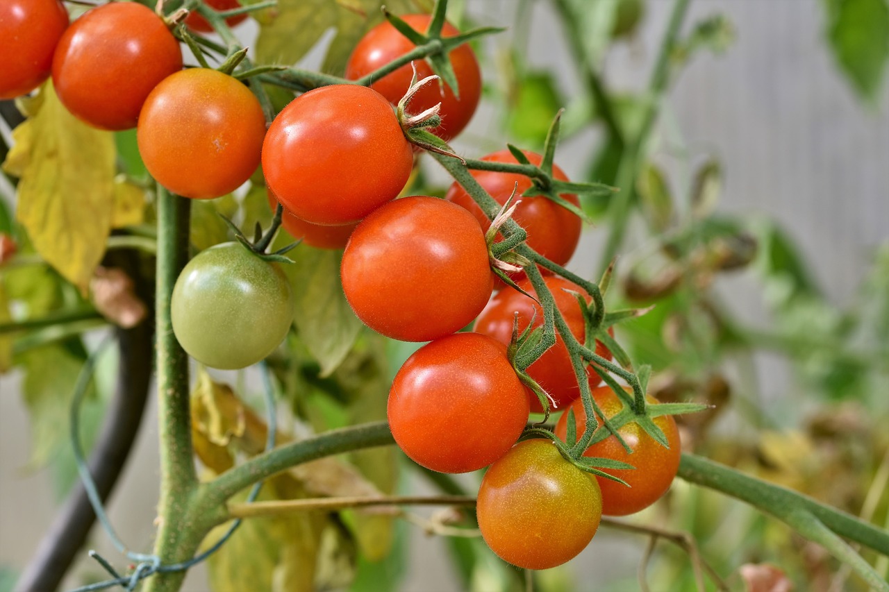 How to make tomatoes grow tall?