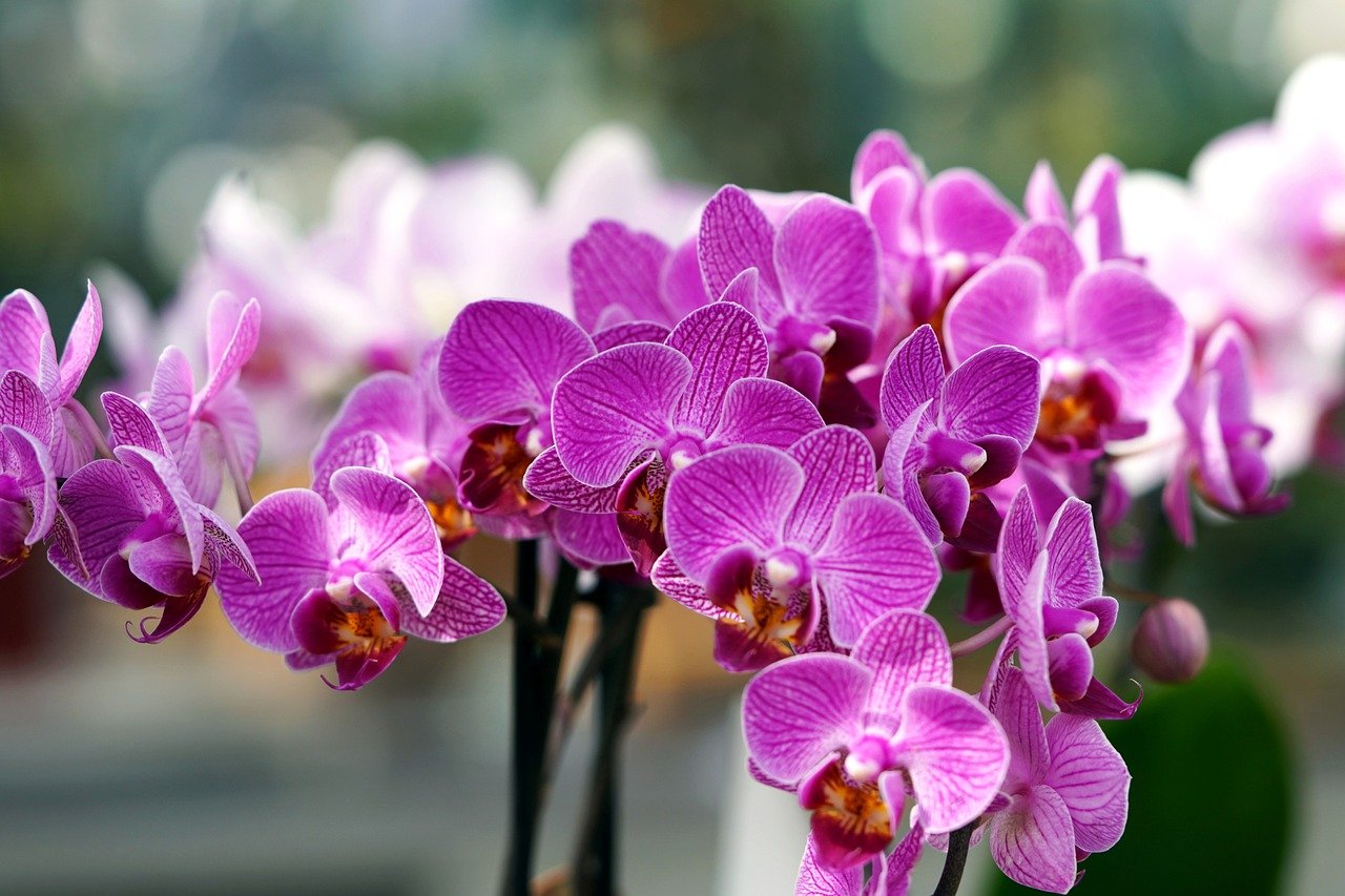 How to keep orchids alive?