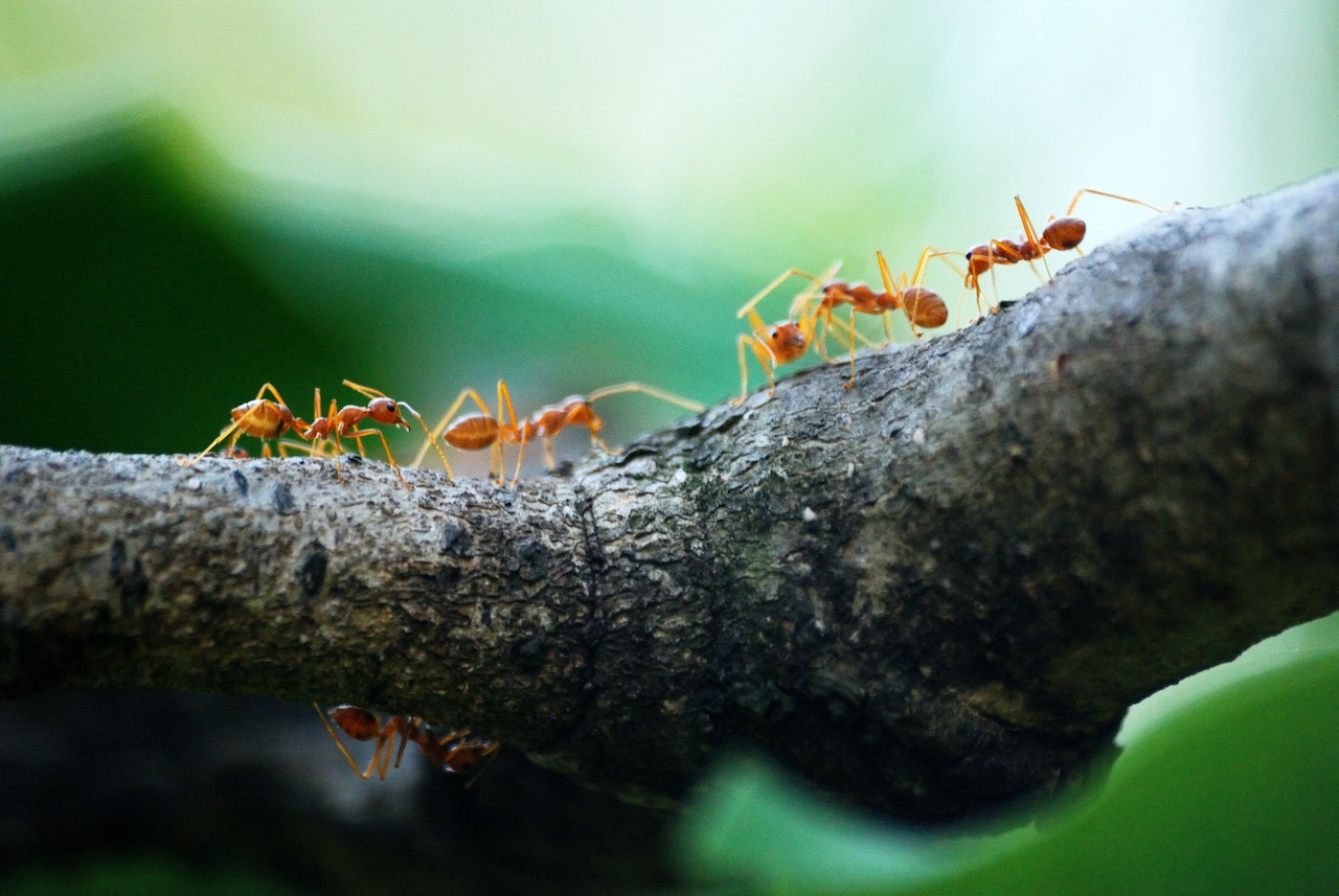 Preventing Ants from Invading Your Blackberry Bushes