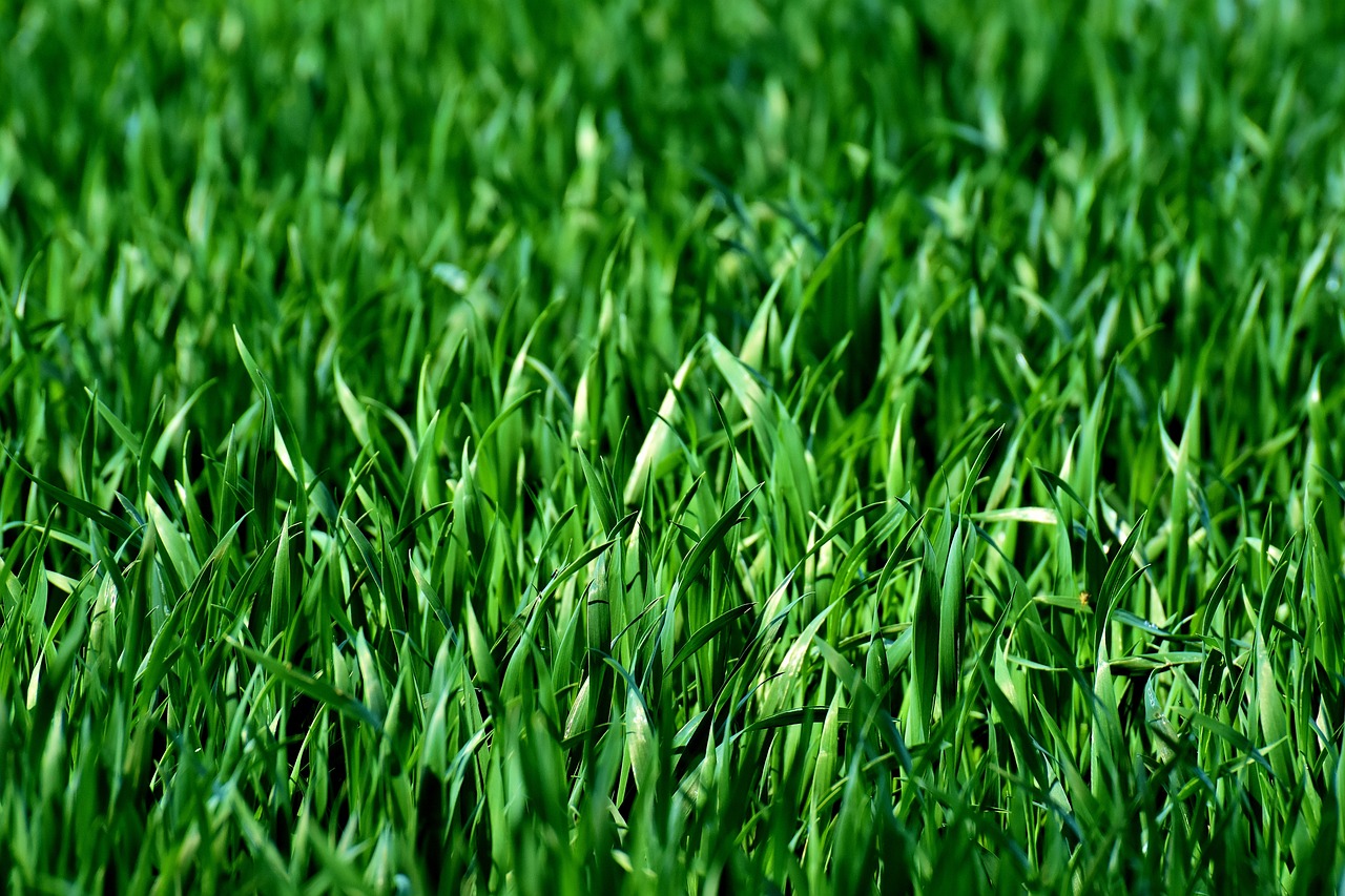 Overseeding Bermuda Grass Lawns with Annual Ryegrass