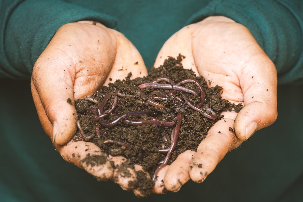 The Importance of Humus Soil in Gardening: A Comprehensive Guide
