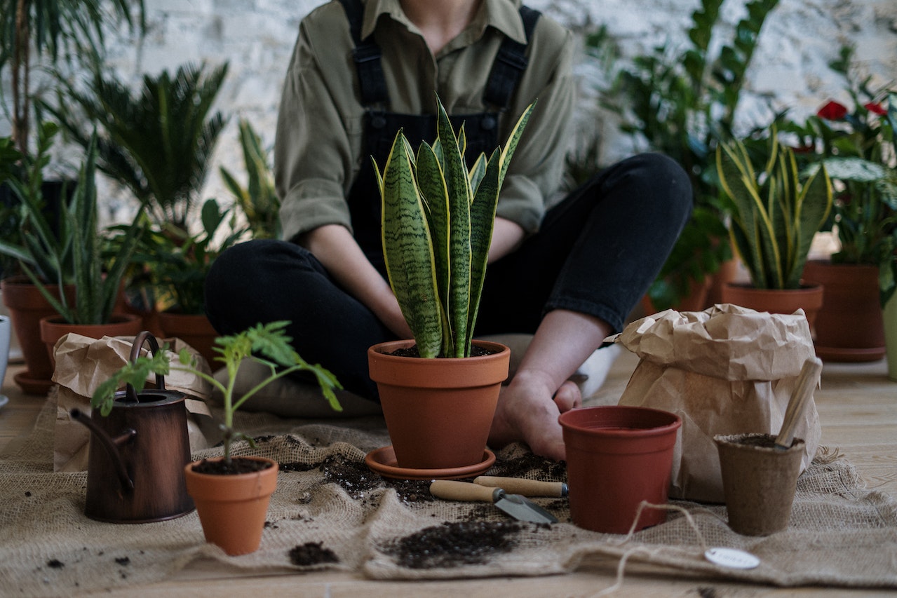 Gardening in an Apartment: How to Bring the Outdoors Inside