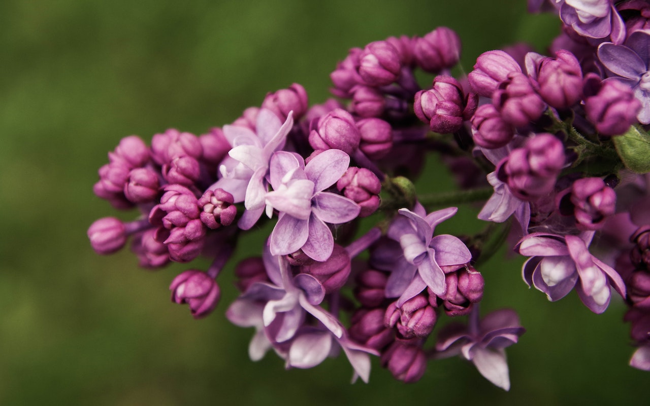 When Do Lilacs Bloom?