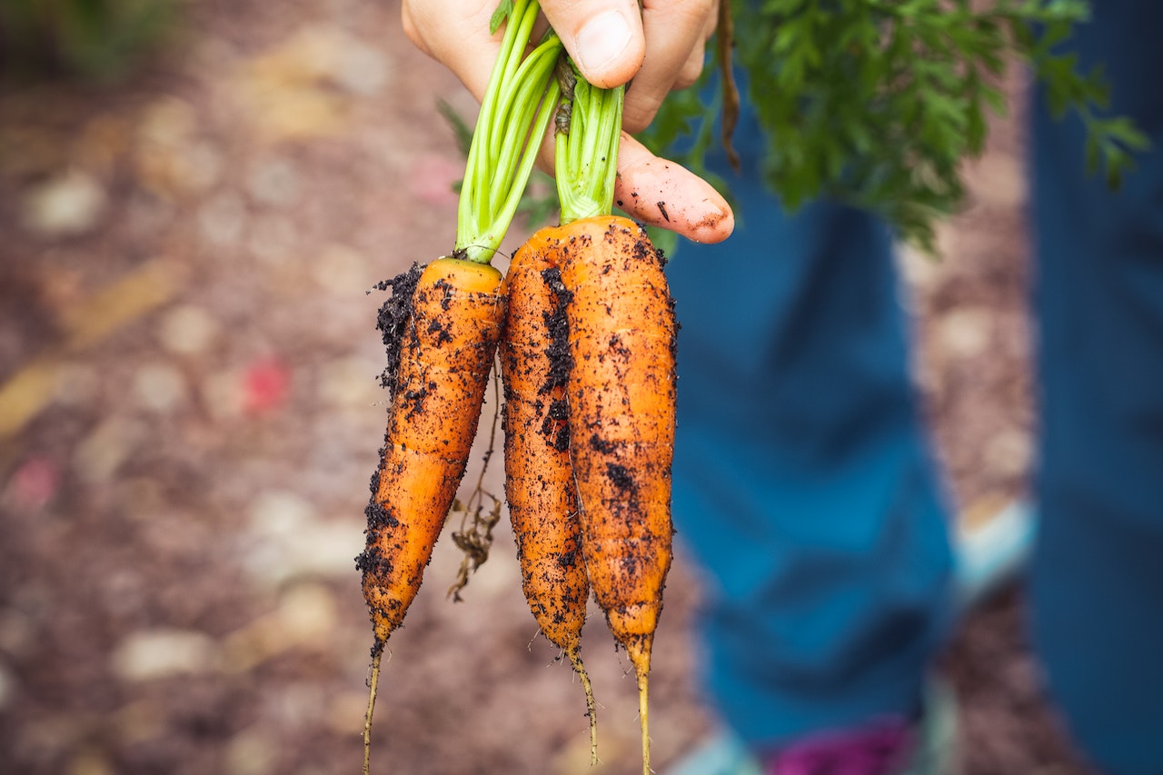 Organic Harvesting: The Best Products for a Chemical-Free Garden