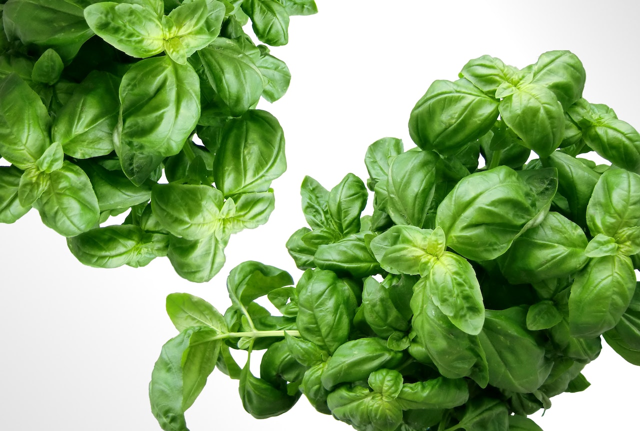 when to start basil seeds indoors