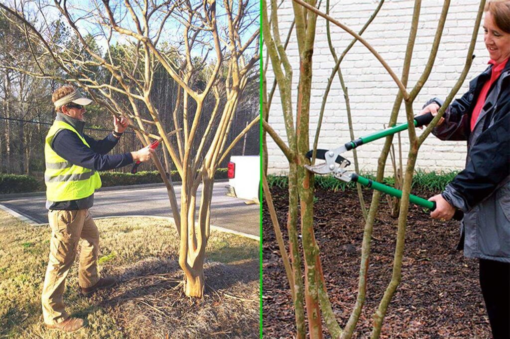 Prune crepe myrtles