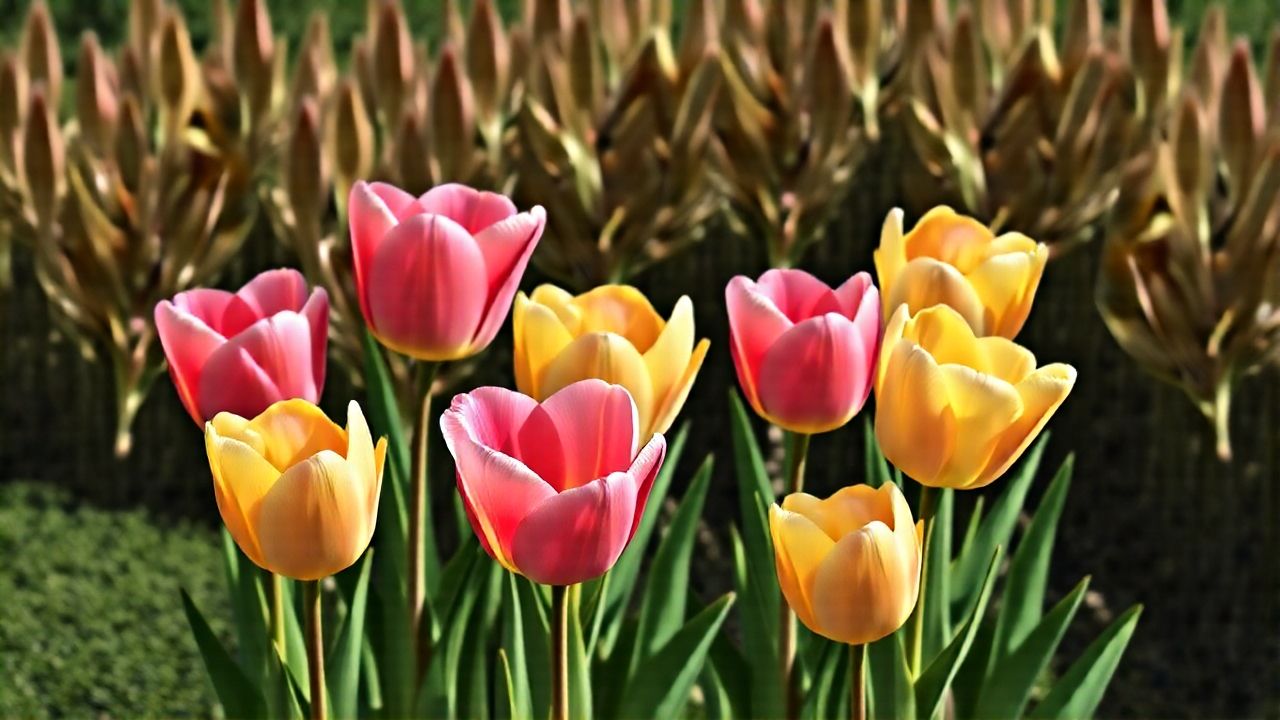 Do Tulips Grow Back Every Year?