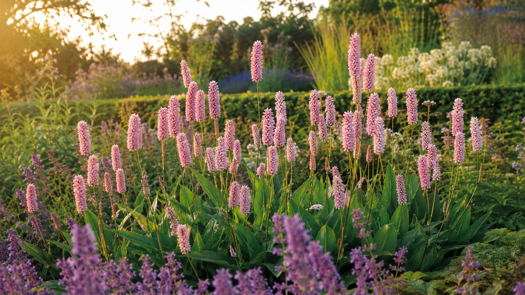 How to Use Bistort Plants in the Landscape
